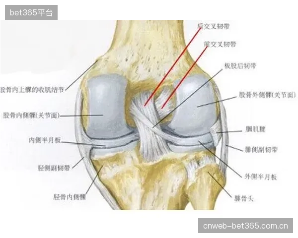 当前的生物力学模型更擅长预测如韧带撕裂等急性损伤，但对于足以终结运动员职业生涯的慢性、积累性劳损（如肌腱炎、软骨磨损）的识别能力依然非常有限